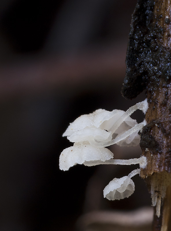 Resinomycena saccharifera